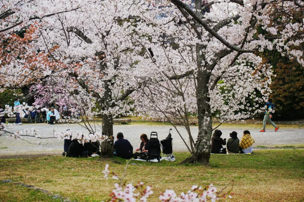 People enjoying a picnic under blooming cherry blossoms in a park. The scene is peaceful and vibrant, with petals softly covering the ground.